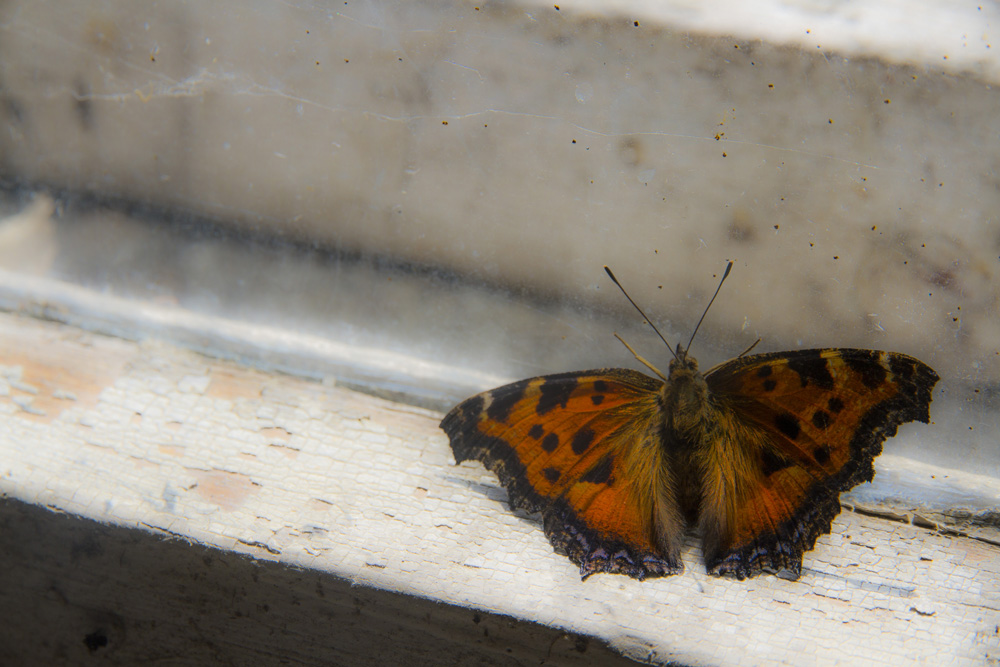 butterfly inside an abandoned building in Chernobyl