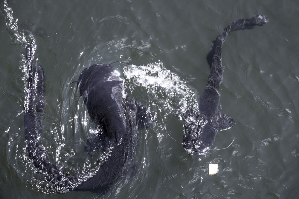 huge catfish near nuclear reactor in Chernobyl
