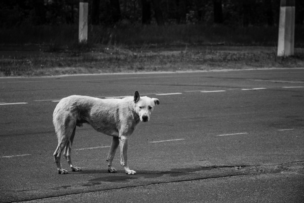 feral dog in the Chernobyl nuclear exclusion zone