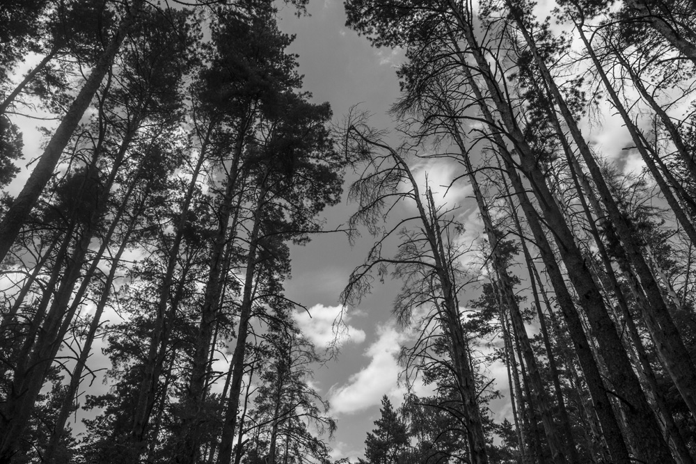 forest in Chernobyl, Ukraine