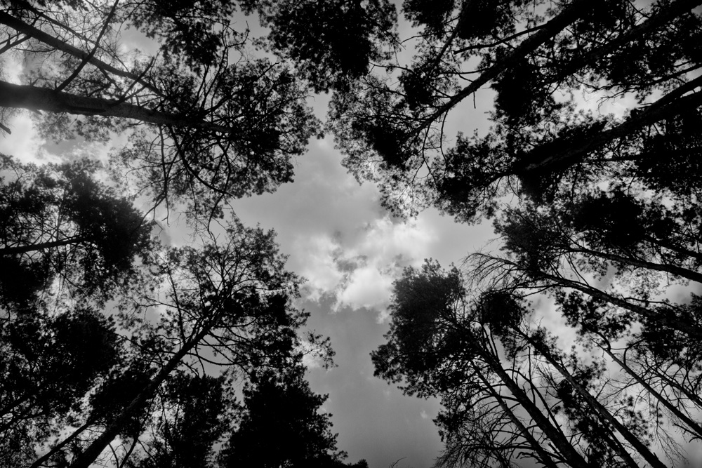 forested area in Chernobyl nuclear exclusion zo