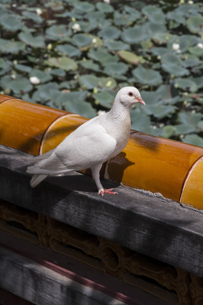 a dove or pigeon in Vietnam