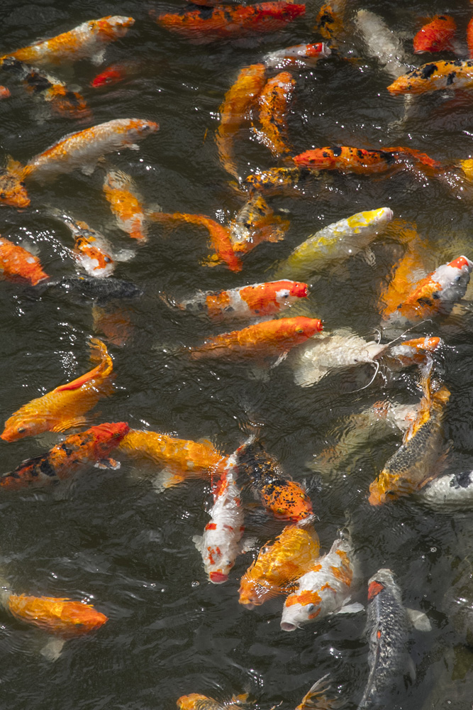 carp or goldfish in water in Vietnam
