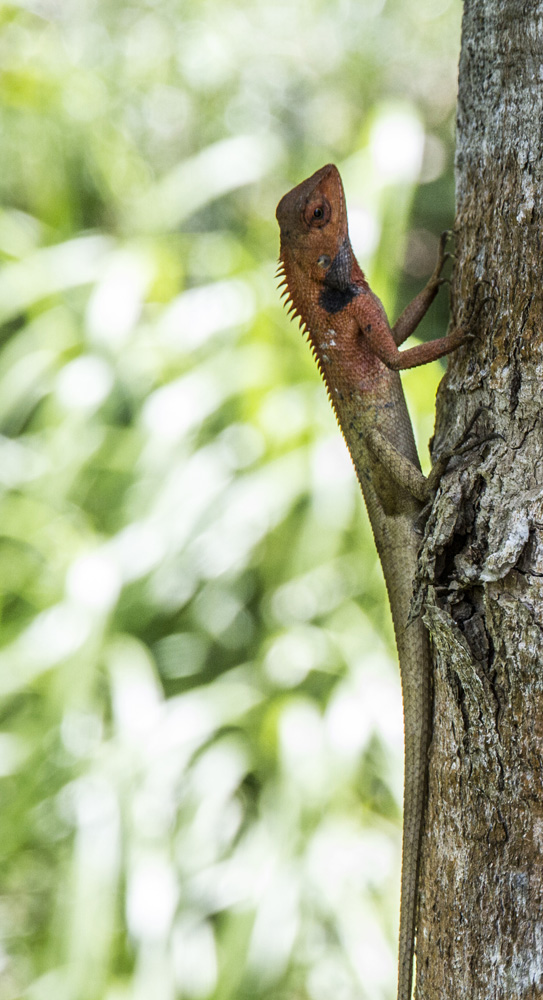 lizard on a tree in Vietnam