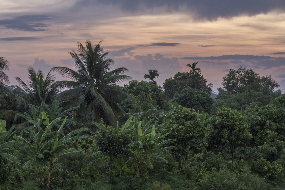 Mekong delta jungle in Vietnam