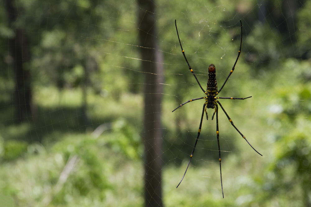 giant golden orb weaver spider in the jungle in Vietnam