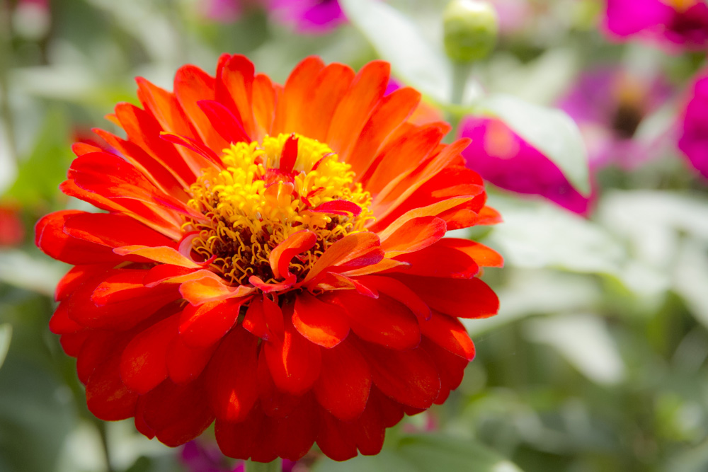 red flower