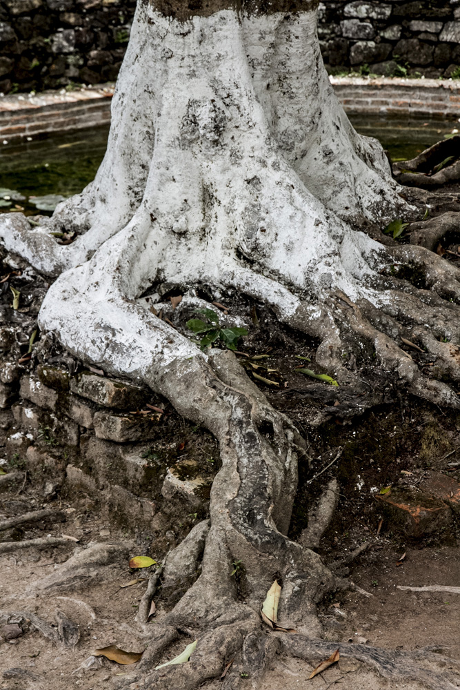tree roots