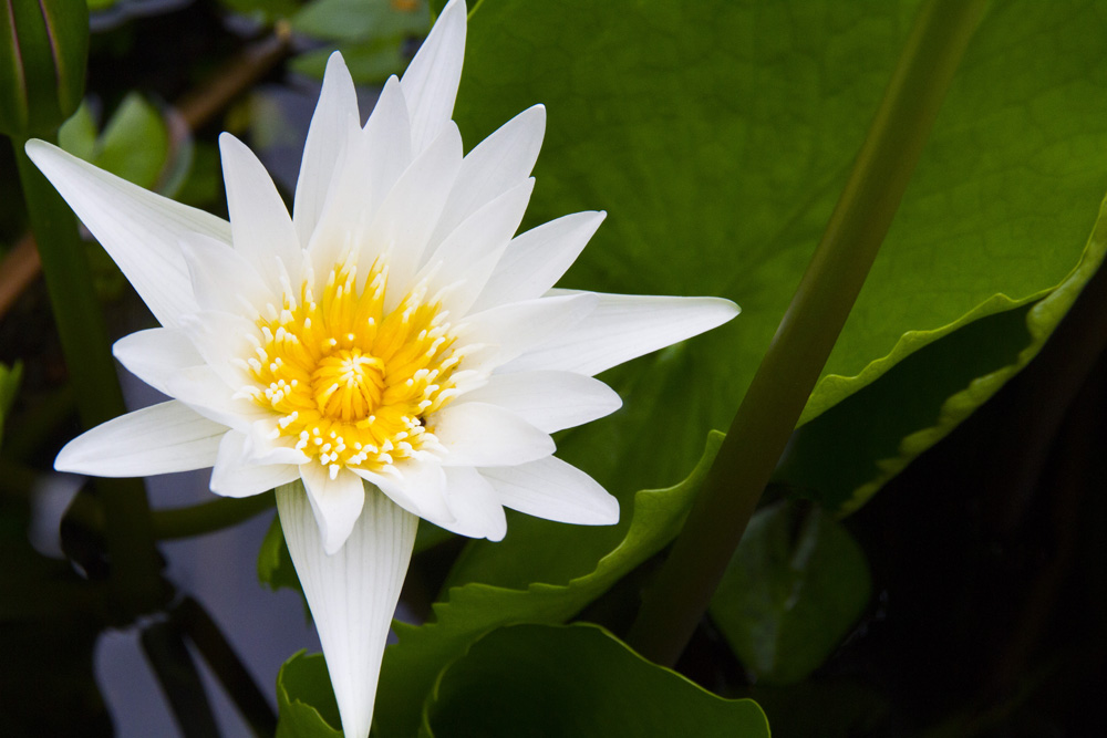 water lily